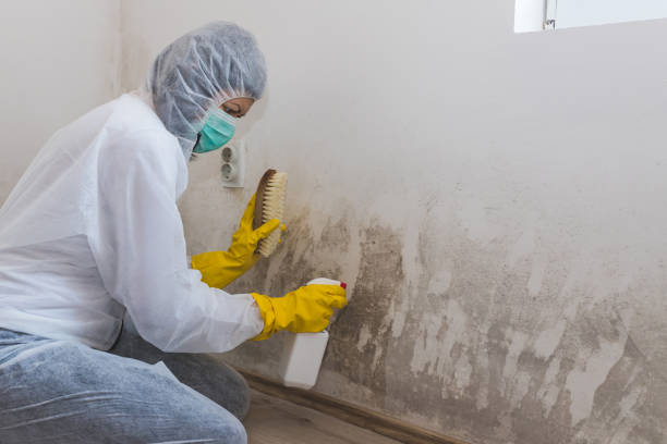 Best Commercial Mold Removal  in Smithers, WV