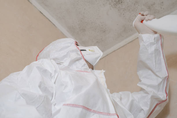 Best Professional Mold Removal  in Smithers, WV