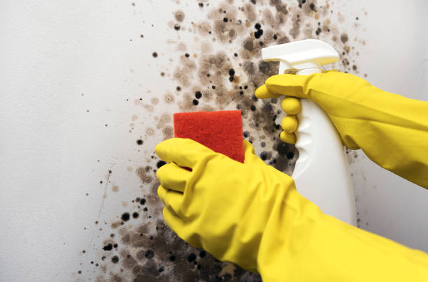 Best Toxic Mold Removal  in Smithers, WV