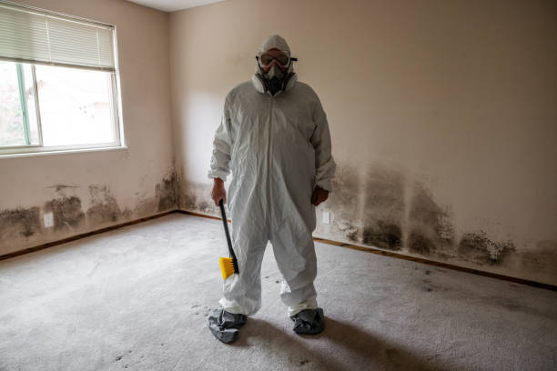 Best Affordable Mold Removal  in Smithers, WV