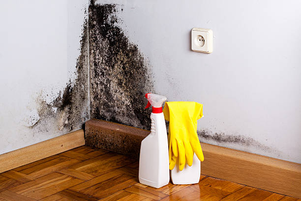 Best Mold Removal Specialists  in Smithers, WV