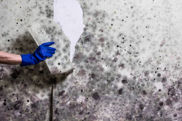 Best Attic Mold Removal  in Smithers, WV